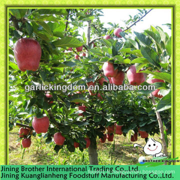 20kg carton huaniu apple